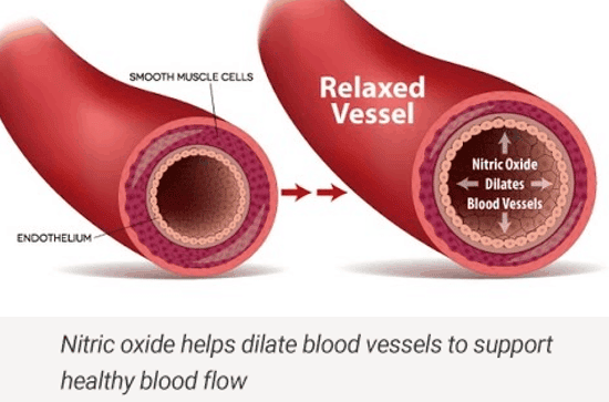 Nitric oxide and arteries